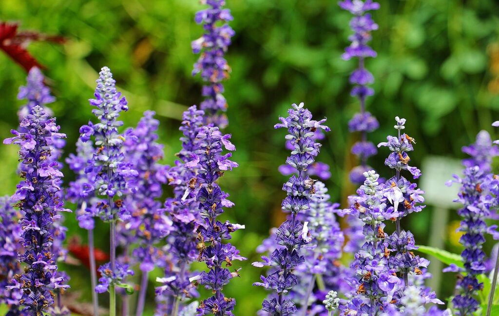 sage, plant, purple-1540271.jpg
